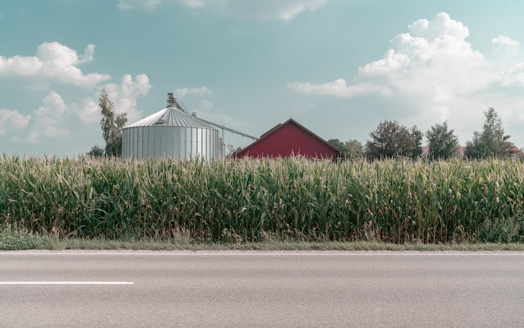 genetically modified foods